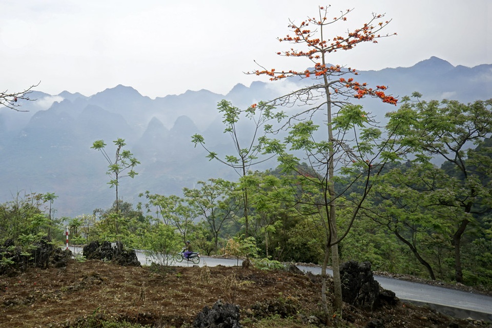 Ngắm hoa gạo đẹp rực rỡ trên cao nguyên đá - 1
Dáng cây gạo khẳng khiu, vươn thẳng với những chùm hoa đỏ in trên bóng núi xanh thẫm đoạn QL4C thuộc huyện Quản Bạ (Hà Giang)