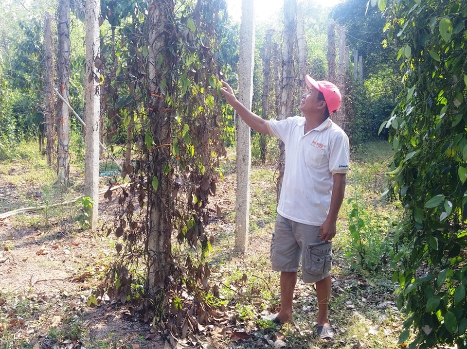 Người trồng tiêu huyện Hoài Nhơn (Bình Định) rầu rĩ vì cây tiêu đang cho thu hoạch bỗng chết hàng loạt