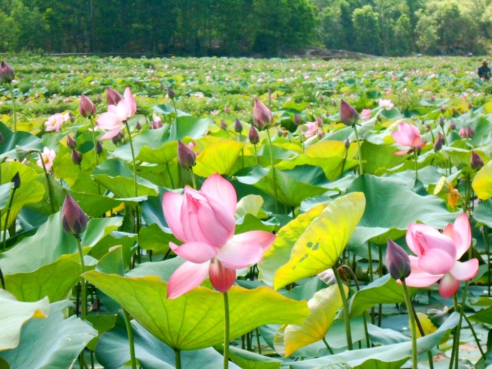 Cánh đồng sen là thung lũng kéo dài nơi triền núi