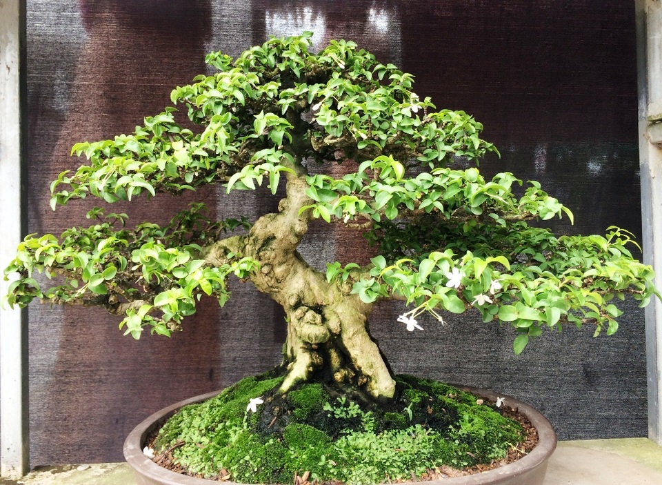 Ngắm những cây kiểng có dáng độc, lạ nhất nhì miền Tây - 6 Còn đây là cây Mai Chiếu Thủy đạt 2 giải vàng và 6 giải bạc tại các cuộc thi cấp ĐBSCL và tại TP Hồ Chí Minh