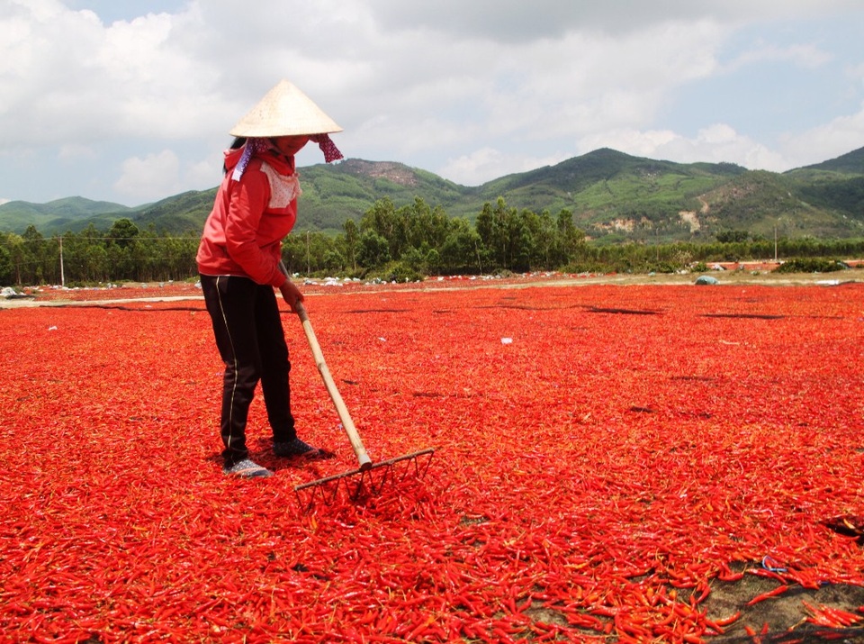 Giá ớt lao dốc, bán 1kg không mua nổi gói mì tôm - 3 Ớt phơi đỏ rực dọc hai bên đường tỉnh lộ ĐT 639 đoạn qua huyện Phù Cát (Bình Định)