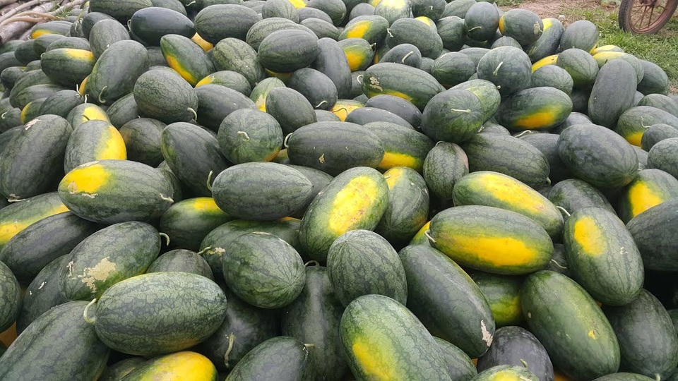 Giá dưa hấu năm nay cao nên nhiều nông dân ở Kim Sơn trúng đậm.