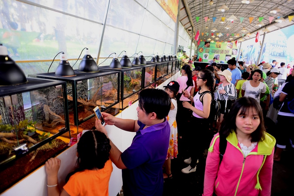 Đi lễ hội trái cây, chơi đùa với... rồng - 1 Rất đông du khách đến tham quan khu trưng bày bò sát.