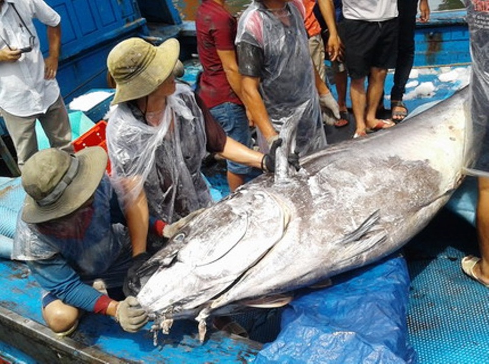 5 ngư dân vật lộn bắt cá ngừ đại dương “khủng” nặng 280 kg - 1 Cá ngừ khủng nặng 280 kg và dài 2,46 mét được ngư dân huyện Hoài Nhơn, tỉnh Bình Định câu được ở vùng biển Trường Sa nhưng tiếc rằng chỉ bán được 100.000 đồng/kg
