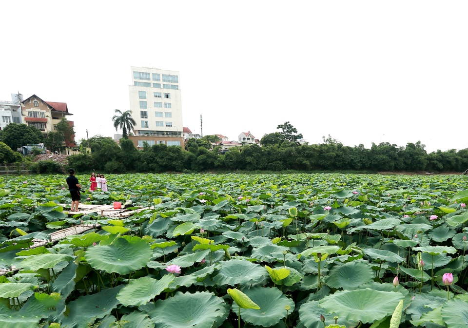 Kiếm tiền triệu mỗi ngày nhờ trồng sen Hồ Tây - 1
Sớm tinh mơ, không gian đầm sen Hồ Tây trong lành.