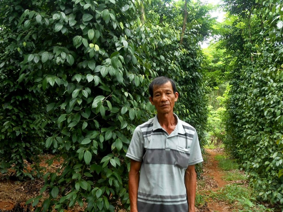 Kiếm hàng trăm triệu đồng mỗi năm trên những gò đất bạc màu - 1 Với địa hình đồi cao, đất bạc màu, khó khăn về nước tưới… việc chăm sóc cho tiêu là cả một quá trình