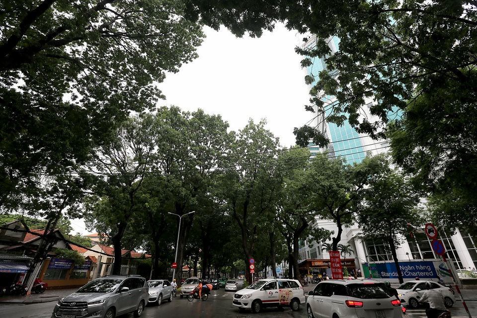 Ngắm hàng cây cổ thụ trăm tuổi sắp bị đốn hạ ở Sài Gòn - 2 Trên đường Tôn Đức Thắng có 4 hàng cây cổ thụ cành lá xum xuê, luôn toả bóng mát cho người đi đường.