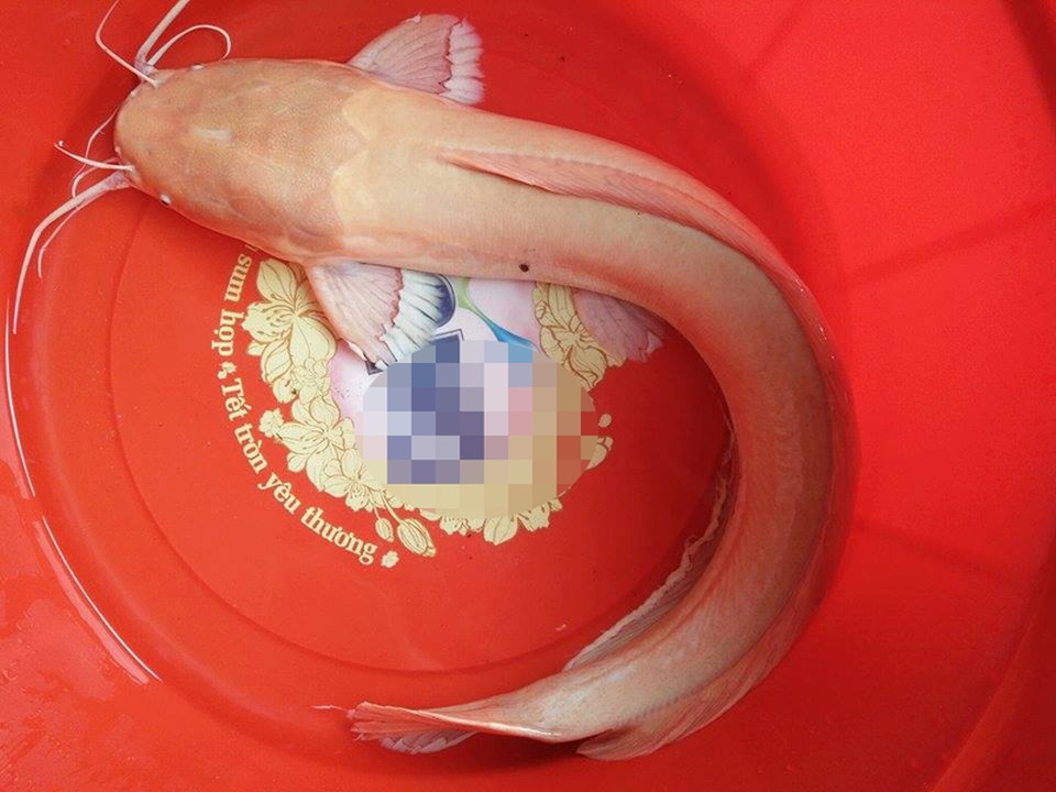 Người dân đổ xô đi xem con cá trê có màu lạ - 1 Con cá trê có màu vàng óng mà anh Ái bắt được