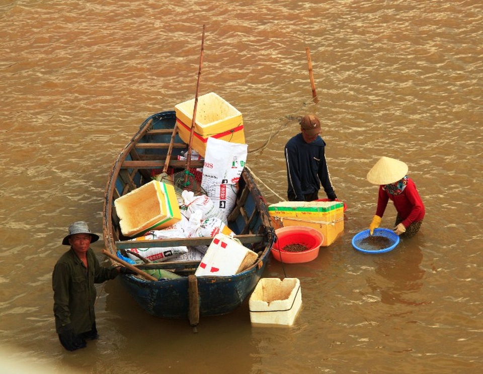 Làng “tắm” mình dưới sông 10 tiếng mỗi ngày nhủi ốc mưu sinh - 5 Gần đến giờ tối, người nhủi ốc tập chung đãi ốc cho sạch rồi đóng bì rồi kéo vào bờ bán cho thương lái đang chờ sẵn.