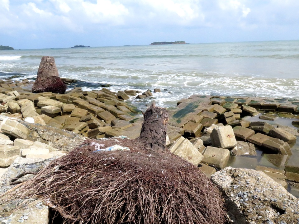 Khẩn cấp xây kè bảo vệ bờ biển xã đảo Tam Hải - 1 Sóng biển đánh sạt bờ kè, dừa trơ gốc