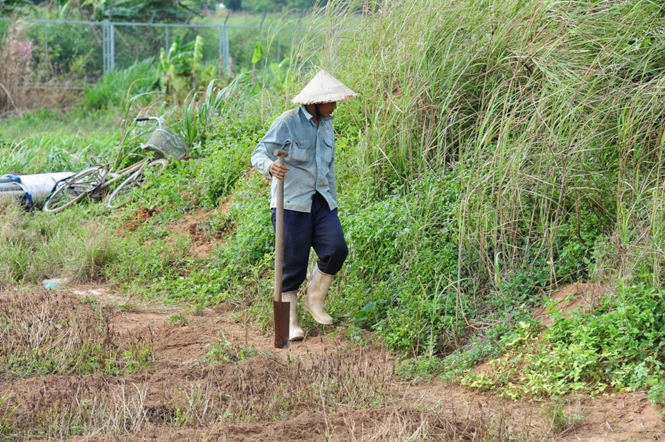 Dân thành phố đi săn dế cơm, "bỏ túi" 200-300 ngàn đồng/ngày - 1 Dế cơm thường sống ở những khu vực gò cao, đất cát.... Anh Bình ở phường Long Hòa có nhiều năm gắn bó với nghề săn dế cơm bán...