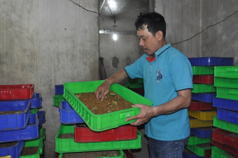 Hiệu quả từ con nuôi dúi rừng và sâu đất ở thành phố - 1 Sâu được thị trường ưa chuộng, cung không đủ cầu