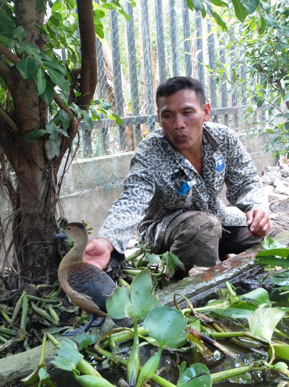 Độc chiêu dùng gà mái đẻ ấp trứng le le… bỏ túi bạc tỷ - 1
Anh Sa Lê là người đầu tiên ở An Giang nuôi le le và hiện nay anh có đàn le le lên đến 2.000 con