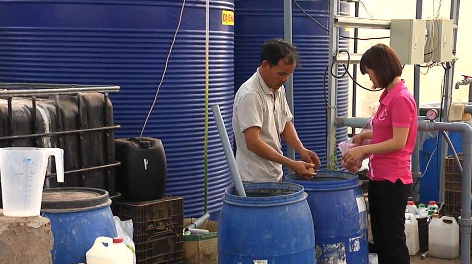 Kiếm trăm triệu mỗi tháng nhờ độc chiêu trồng cà chua từ... trứng gà và sữa - 5 Độc chiêu trồng cà chua lạ giúp chị Thủy và các cộng sự thu lãi cả trăm triệu đồng/tháng. Ảnh: Xuân Thủy