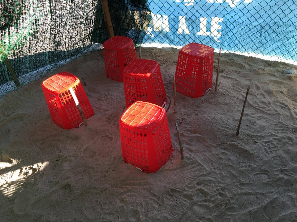 Ấp nở thành công 66 cá thể rùa biển được chuyển vị từ Côn Đảo - 1 5 ổ ấp trứng rùa biển từ Côn Đảo ở Cù Lao Chàm