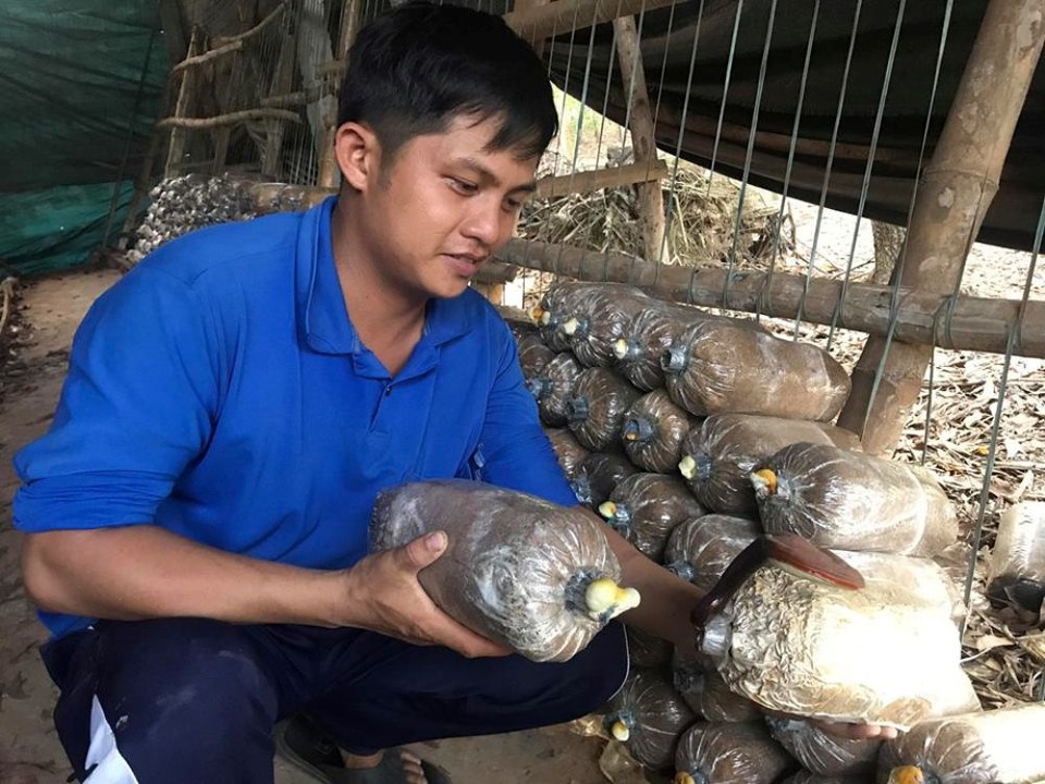 Cử nhân Công nghệ sinh học bỏ phố về quê làm giàu bằng nấm linh chi đỏ - 1 Anh Thái Viết Hiếu (xã Tam Phú, Tam Kỳ, Quảng Nam)