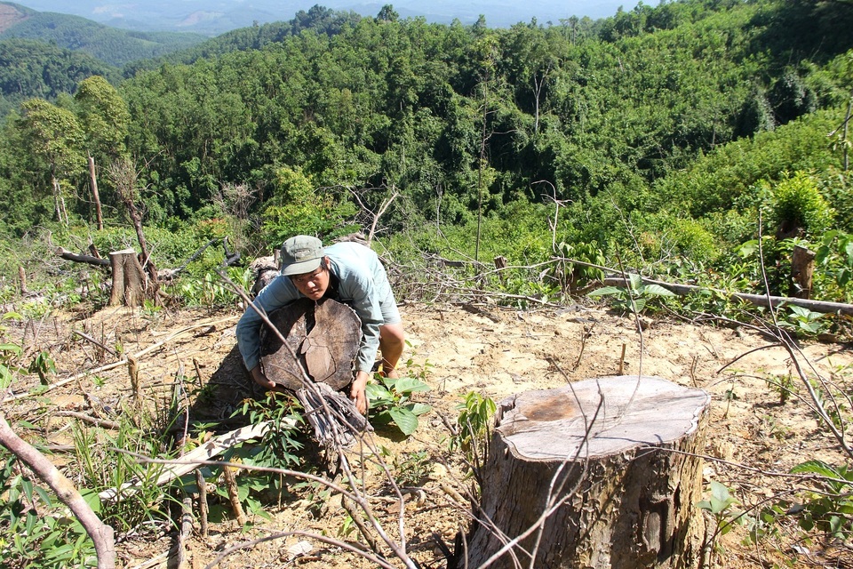 "Cạo trọc" hàng trăm ha rừng tự nhiên để trồng keo? - 1 Nhiều gốc cây to đã bị cưa