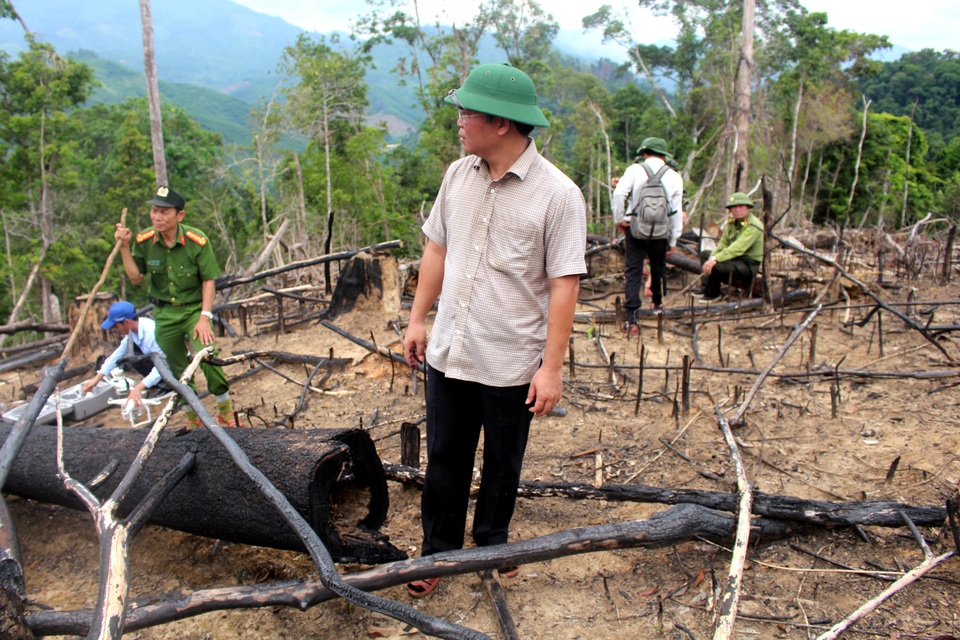 Vụ “cạo trọc” rừng tự nhiên, trồng keo: Chính quyền và kiểm lâm buông lỏng quản lý - 1 Ông Lê Trí Thanh – Phó Chủ tịch tỉnh Quảng Nam thị sát khu vực rừng bị phá