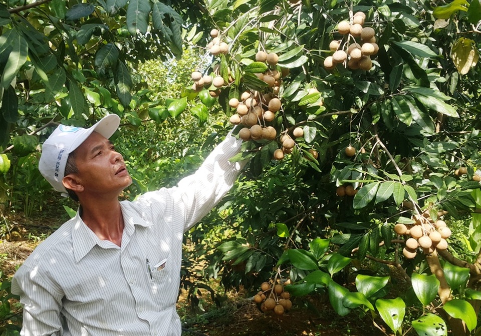 “Phù thủy” giúp cây ra quả trái vụ, thu cả tỷ đồng mỗi năm - 1 Lão nông Trần Minh Sơn bên vườn cây nhãn sắp cho thu hoạch của gia đình.