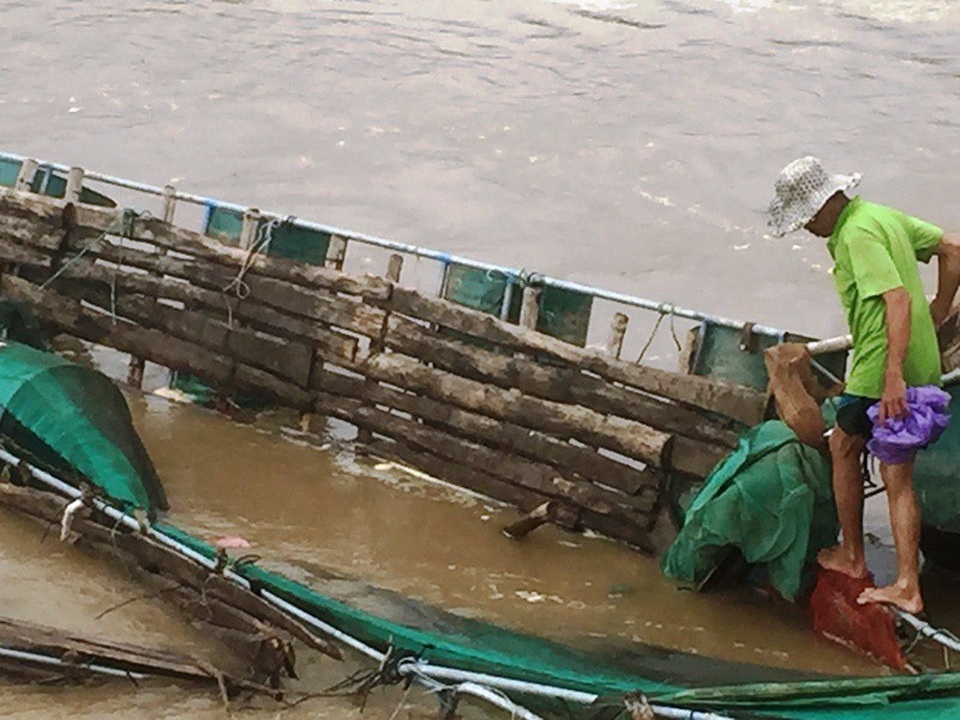 Toàn bộ 4 tấn cá hồng của gia đình ông Minh trôi ra sông