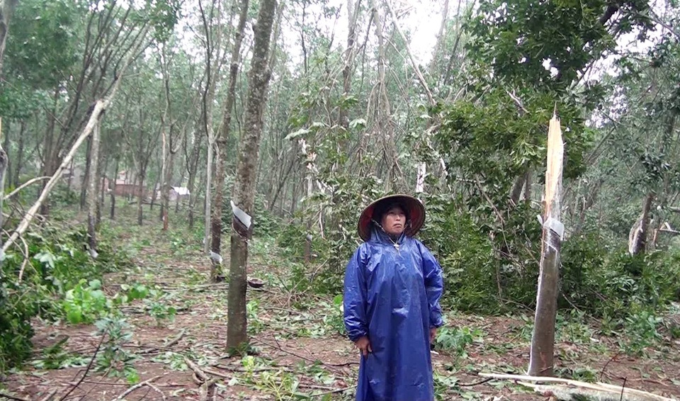Bão gây ngã đổ hàng ngàn hecta cao su, người nông dân “đứt ruột” cắt bán củi nhưng bị ép giá - 1 Bà Trần Thị Điệp đau xót nhìn vườn cây cao su tan nát sau bão