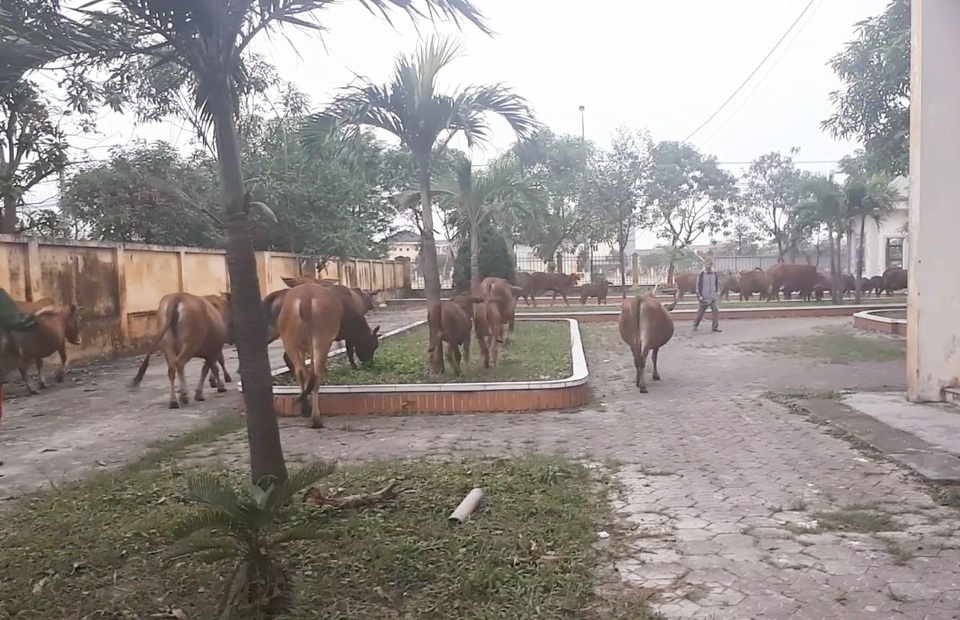 Đàn bò được thả về khi chính quyền phường Nguyễn Du phạt cảnh cáo và tuyên truyền với người dân.