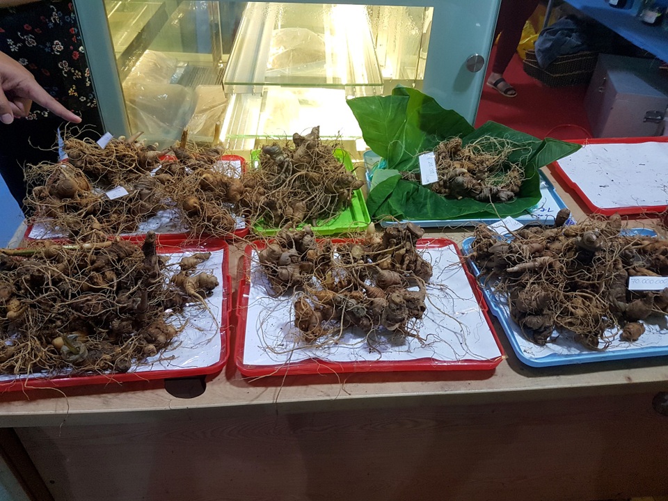 Quảng Nam: Độc đáo phiên chợ sâm tiền tỉ - 1 Những củ sâm được coi là khủng, sống hàng chục năm ở núi Ngọc Linh