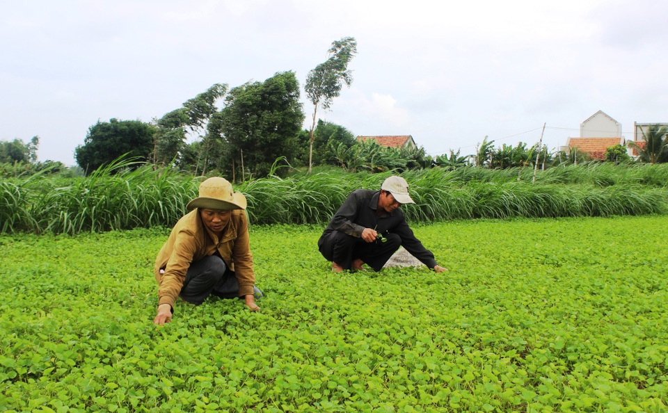 Phú Yên: Mất đất sản xuất, người dân cầu cứu chính quyền - 3 Người dân ở đây chủ yếu trồng các loại rau để cải thiện kinh tế, nhưng giờ mất đất họ chẳng biết lấy gì để canh tác.
