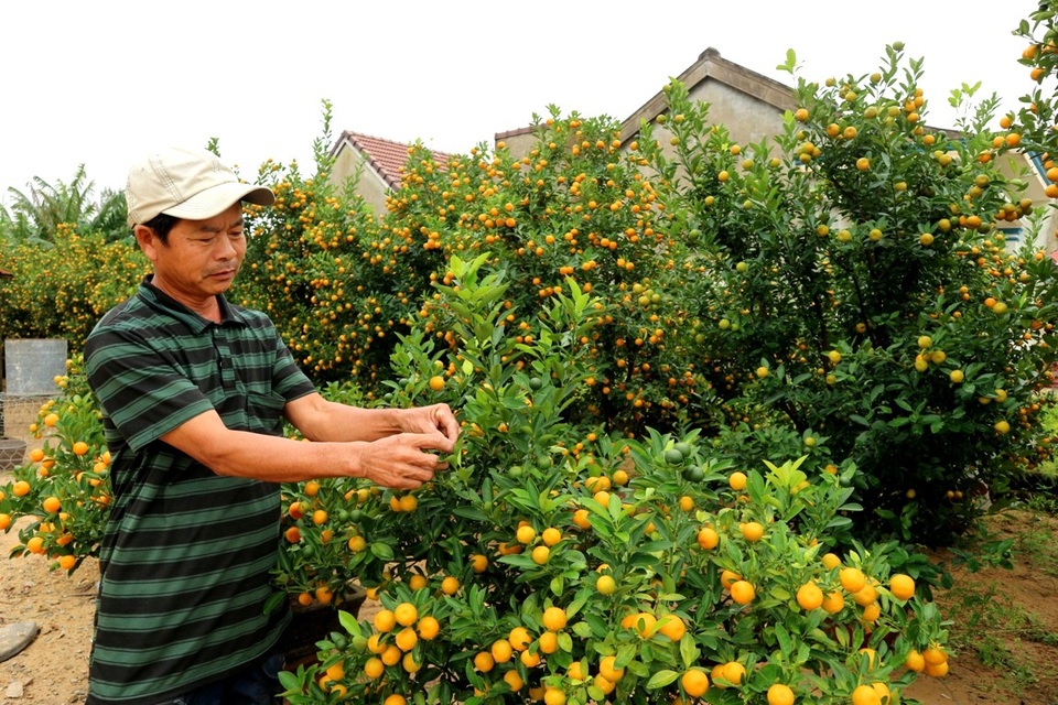 Quất Hội An rộn ràng vào vụ Tết - 1 Quất Hội An rộn ràng vào vụ Tết Nguyên đán
