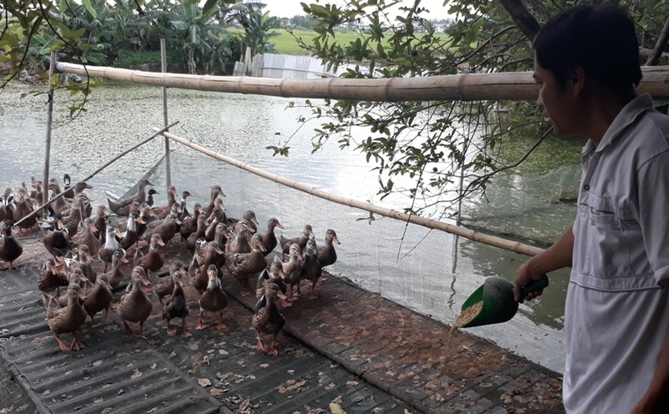 Thạc sĩ bỏ giảng đường về nuôi vịt, gà kiếm hàng trăm triệu đồng mỗi năm - 1 Thạc sĩ Trương Tiến Hải bên đàn vịt Cổ Lũng