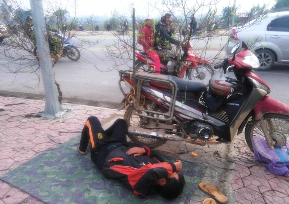 Đào, mai ế ẩm… quất “lên ngôi” ngày cận Tết - 1 Người buôn đào dạo tranh thủ ngủ giấc trong lúc đợi khách mua
