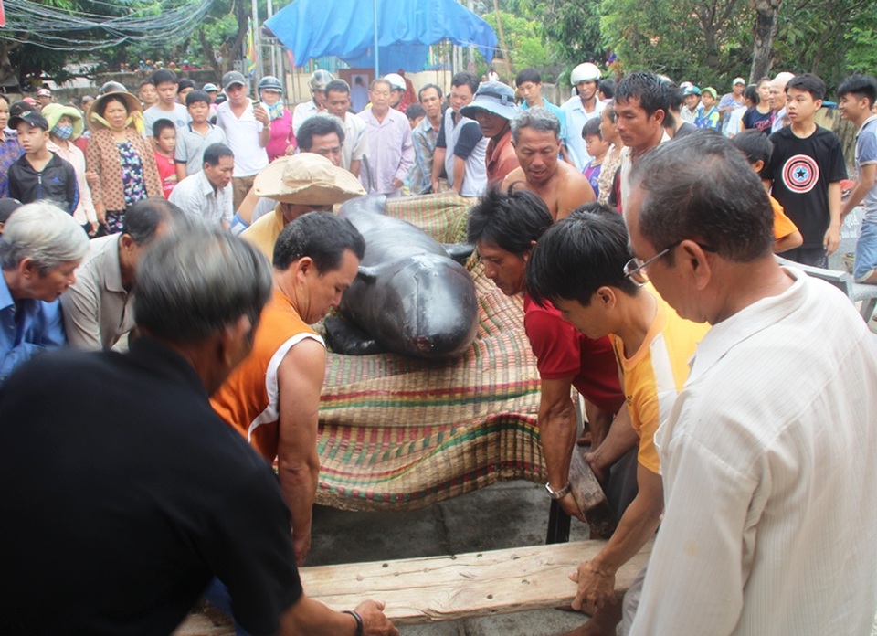 Nửa đêm triệu tập dân làng đưa “Ông Nam Hải” về biển - 3 Người dân đang đưa cá về Lăng Ông chờ để mai táng