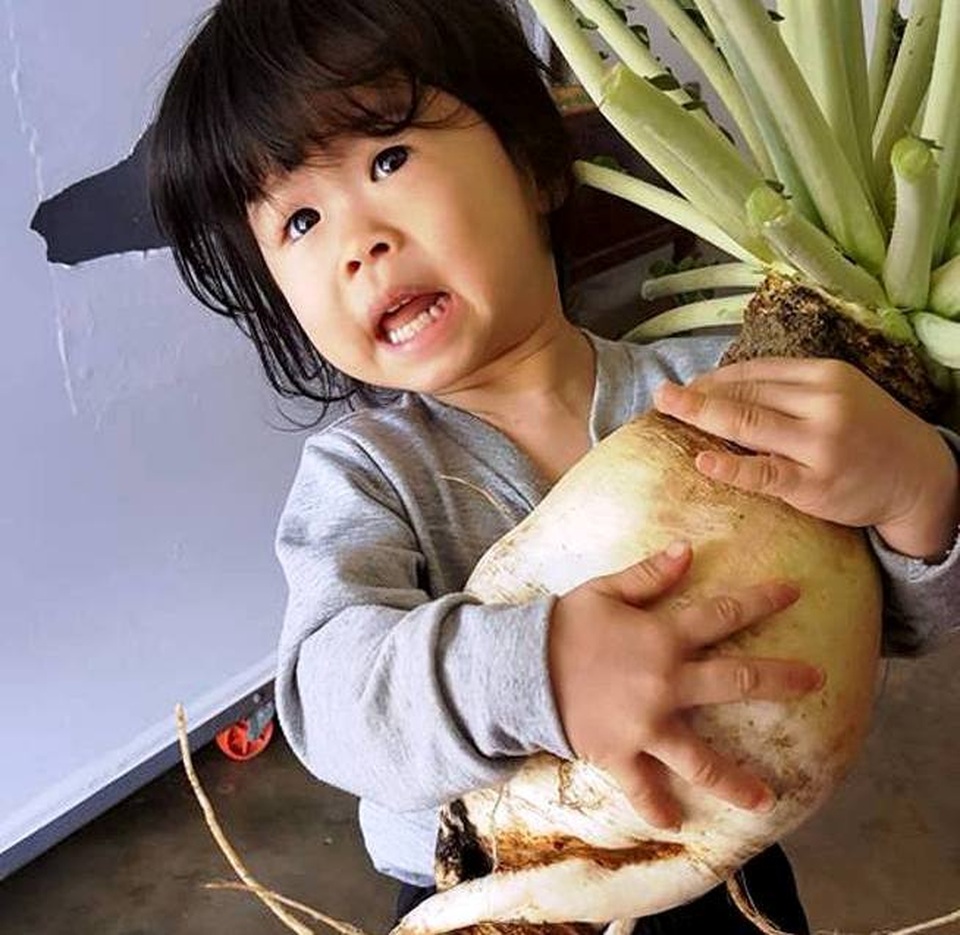 "Tận mắt" củ cải trắng khổng lồ, to gần bằng em bé! - 1 Củ cải khổng lồ to gần bằng em bé của gia đình anh Nguyễn Thế Anh ở Lâm Đồng