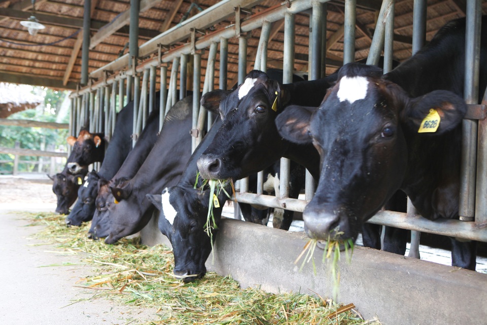 Xu hướng dinh dưỡng cho gia đình năng động - 1
Hơn 20 năm qua, FrieslandCampina Việt Nam đã hỗ trợ nông dân theo sát những phương pháp chăn nuôi hiện đại và hiệu quả