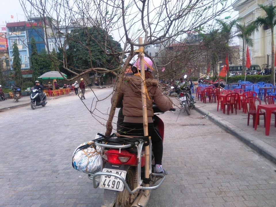Đào, mai ế ẩm… quất “lên ngôi” ngày cận Tết - 12 Thay vì ngồi một chỗ, nhiều người bán đào dạo chạy khắp nơi tìm khách mua