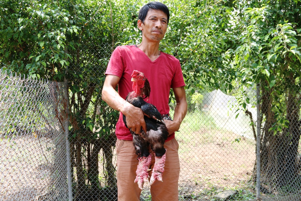 Ngắm gà Đông Tảo có cặp chân "khủng" nhất Ninh Bình - 9 Anh Miền cùng chú gà đặc biệt của mình. Ngoài con gà có chân khủng này, trang trại của anh Miền còn có nhiều con gà Đông Tảo khác cũng có những đôi chân to. Tết Nguyên đán Đinh Dậu năm nay gia đình anh xuất ra thị trường gần 100 con gà Đông Tảo phục vụ nhu cầu của người dân.