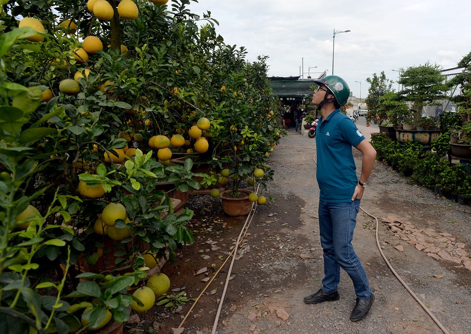 Nhiều khách tìm đến vườn kiểng của ông Hai để “săn” một cây bưởi Diễn về chưng vào dịp tết.