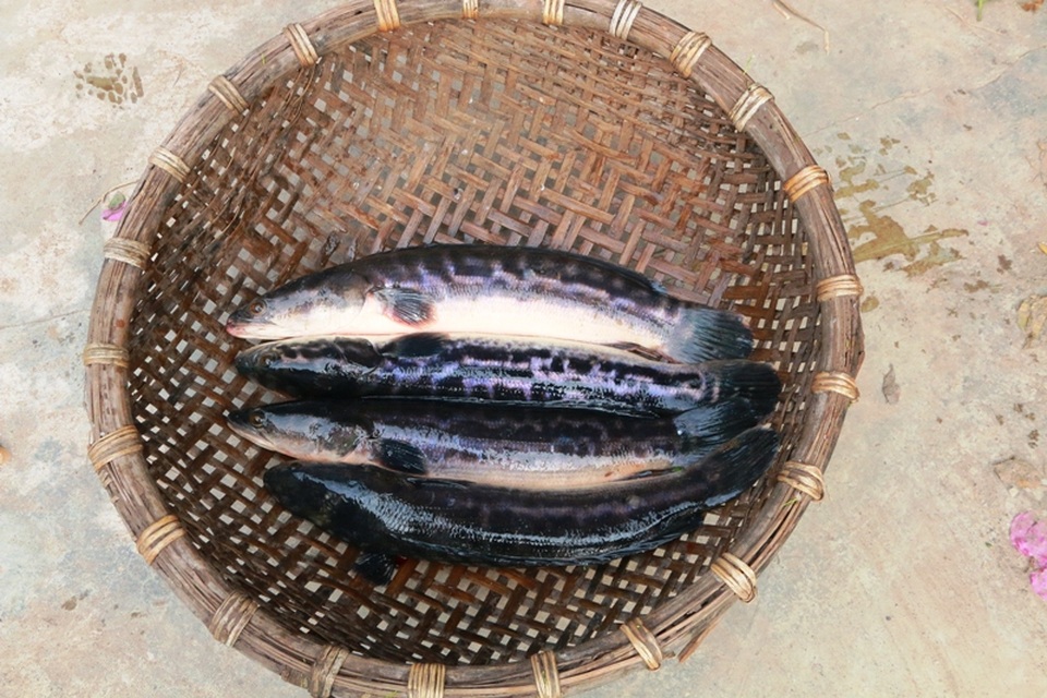 Chưa Tết, cá lóc bông “siêu sạch” đã “cháy” hàng - 4 Theo ông Nhượng, cá lóc bông có thể chế biến thành nhiều món ăn hơn cá truyền thống. Dịp Tết người dân không chỉ mua về ăn tất niên, ủ hàng ăn Tết để đổi vị trong ngày Tết mà còn là quà biếu, tặng được nhiều người thích. Hiện giá cá lóc bông cao hơn ngày thường từ 15 - 20 nghìn đồng/kg nhưng vẫn không có hàng cho người dân mua.
