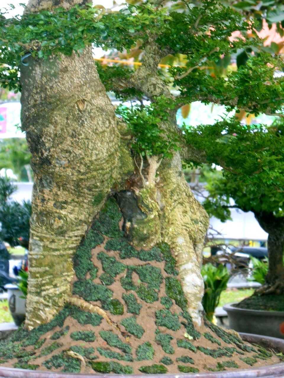 Nhiều loại kiểng, cây chưng Tết có hình dáng độc đáo được tạo ra từ bàn tay khéo léo của các nghệ nhân