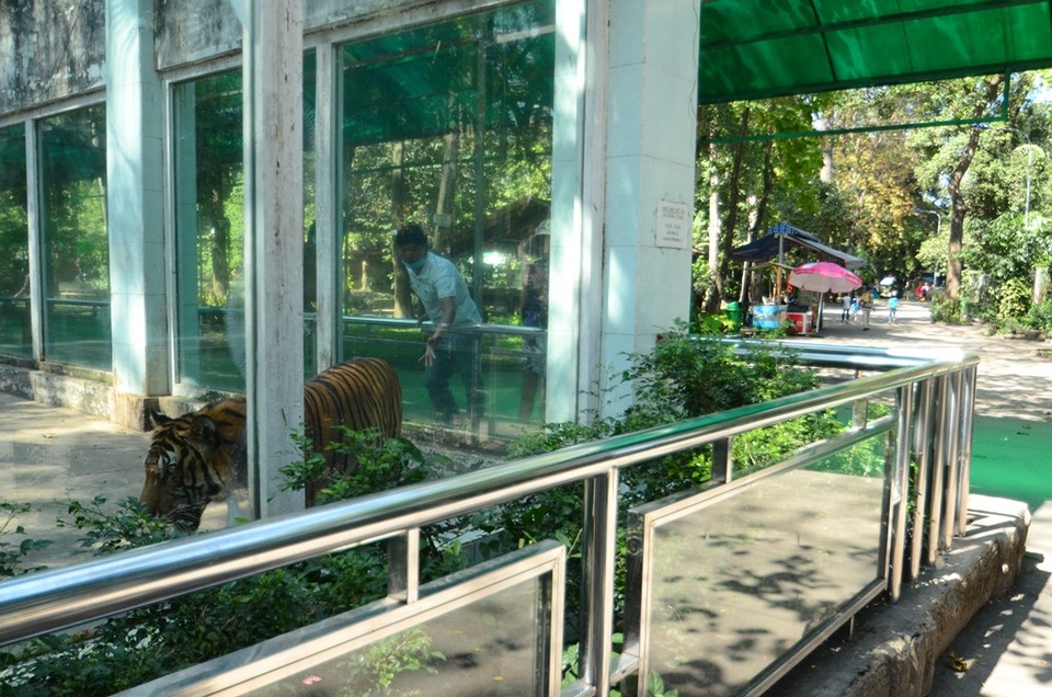 Đến Thảo Cầm Viên để… chọc phá thú (?!) - 12 Chạm tay vào kính gây sự chú ý cho hổ.