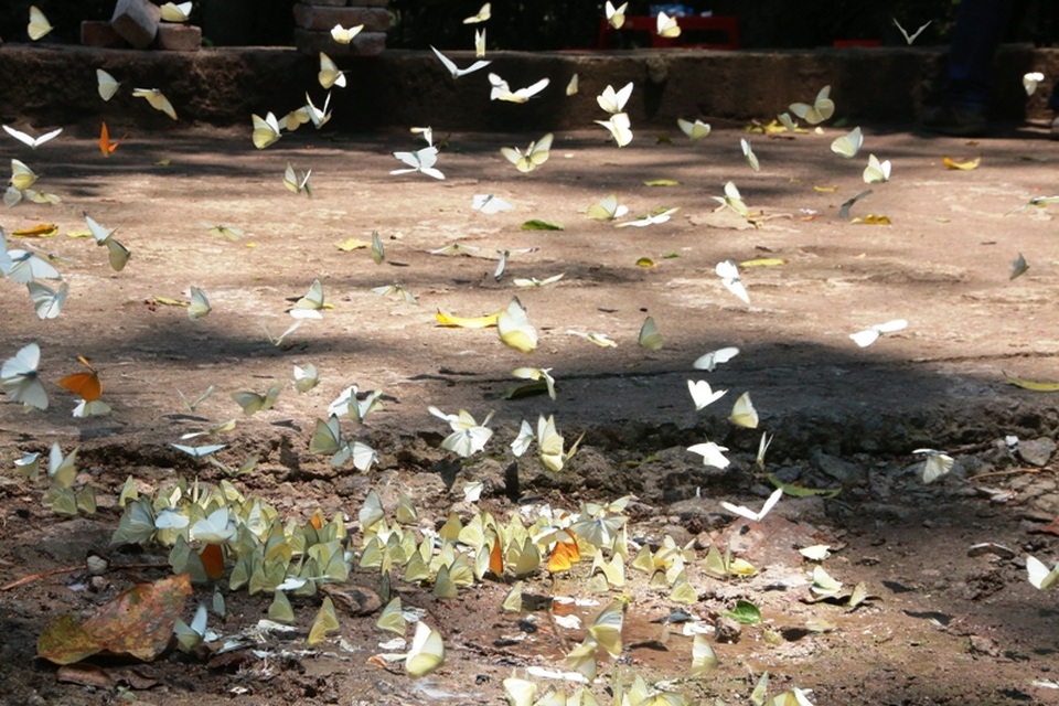 Đến Cúc Phương ngắm “rừng bươm bướm” - 12 Nhiều du khách từng đến Cúc Phương ngắm bướm truyền lại kinh nghiệm, để được ngắm đàn bướm nhiều và đa sắc màu thì nên đến rừng vào những ngày nắng đẹp. Những ngày này bướm sẽ nở rộ và ra nhiều hơn.