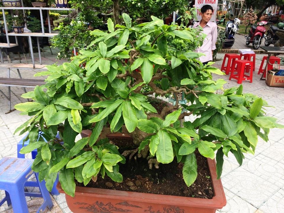 Ngắm những cây kiểng có dáng độc, lạ nhất nhì miền Tây - 4 Cây mai có dáng rất đẹp