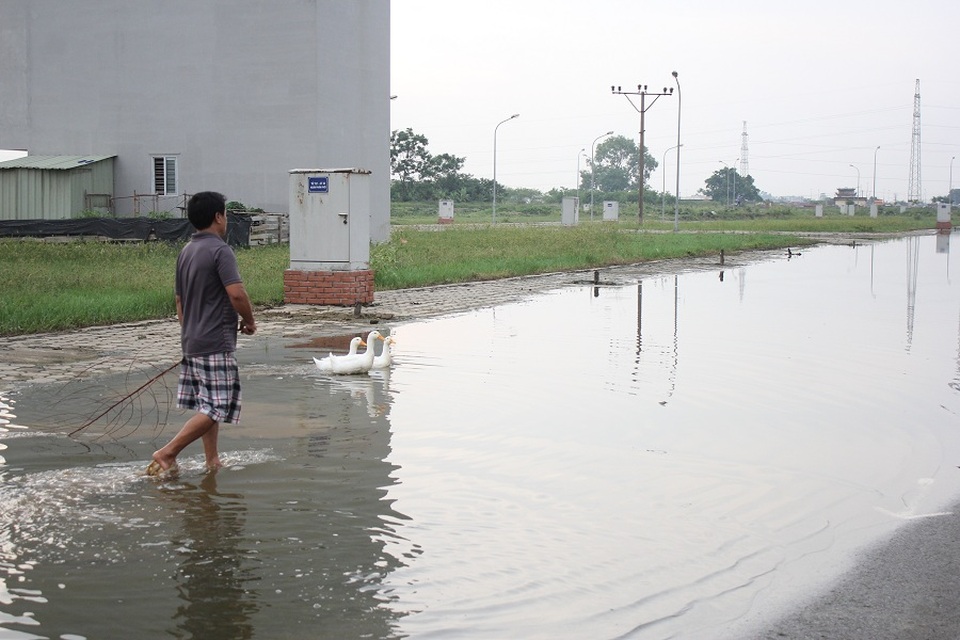 Hy hữu ở Hà Nội: Nước ngập cả tuần, người dân... chăn vịt giữa phố - 6 Ông Cường – một hộ dân sống ở khu B, phường Yên Nghĩa tận dụng mực nước ngập để tăng gia nuôi vịt, cung cấp thực phẩm cho bữa ăn gia đình. “Nước ngập liên tục, gần như tháng nào cũng xảy ra nên tôi tranh thủ nuôi thêm vịt. Có hộ còn nuôi cả đàn trâu ở gần đó. Nhiều hôm ngập nặng phải lấy thuyền ra để di chuyển giữa phố”, ông Cường nói.
