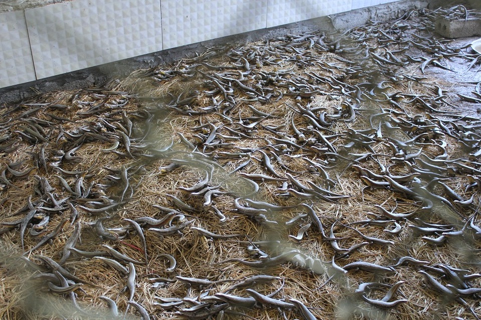 Tận mắt công nghệ nuôi côn trùng "đẻ" ra bạc tỷ giữa Thủ đô - 5 Ngoài dế, rắn mối cũng được anh Kiên nuôi với số lượng tương đối lớn. Đây là loại đặc sản khá hút khách tại các quán nhậu, nhà hàng. Việc nuôi rắn mối cũng không quá khó. Để làm chuồng, chỉ cần xây tường cao khoảng 4 hàng gạch, bên trong lát gạch men để rắn mối không bò ra bên ngoài.