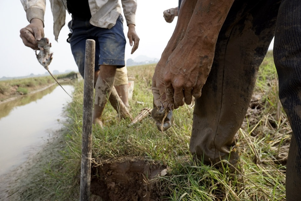 Mỗi hang thường có một vài con, nhưng cũng có hang gặp đàn. Chuột đồng thường chỉ nhỏ bằng hai ngón tay, lông hung vàng, bụng có màu trắng, thịt chắc, nhỏ hơn nhiều loại thường thấy ở trong khu dân cư.