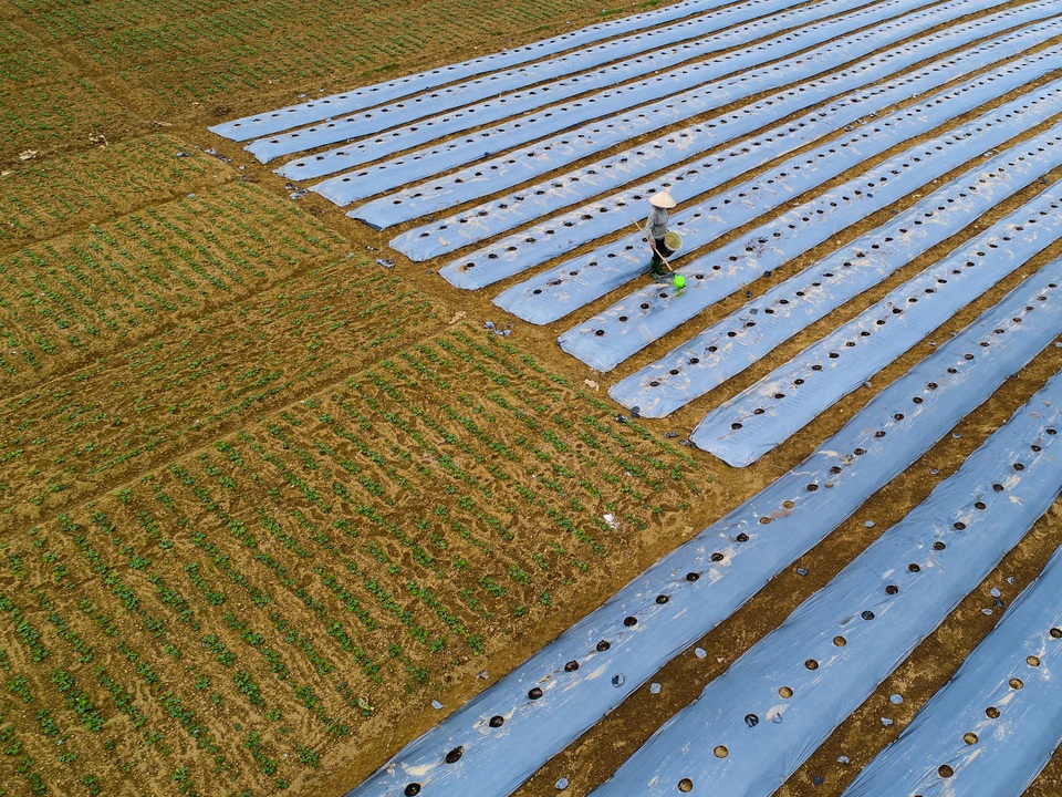 Ảnh đẹp trong ngày 20/3/2017. Một người phụ nữ đang tưới rau ở một ruộng nằm cạnh đường lộ ở Thanh Thủy, Phú Thọ. Matt Adams, biên tập viên National Geographic nhận xét: Có một sự tương phản cực đẹp trong ảnh này, giữa vùng vườn trống và vùng phủ bạt màu xanh. Một công đoạn tưới cây thú vị mà tôi chưa từng được nhìn thấy