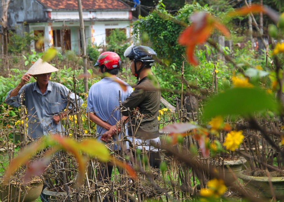 "Mai nở sớm, vui gì mà mong Tết!" - 9
Khách hàng mặc cả ép giá nhà vườn vì mai nở sớm