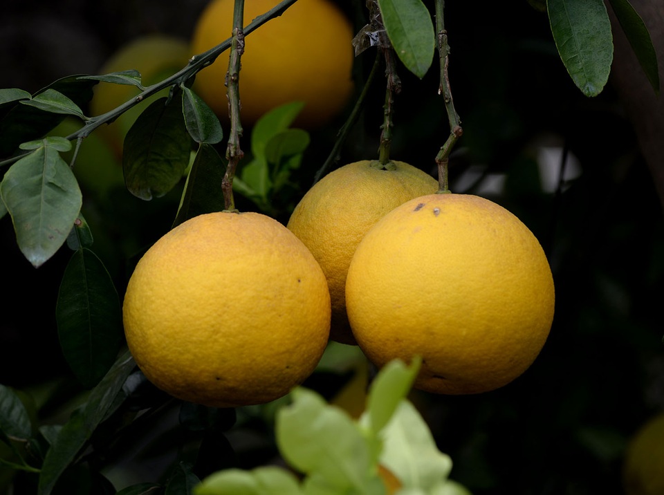 Những cây bưởi Diễn chi chít trái, vàng hươm rất bắt mắt.