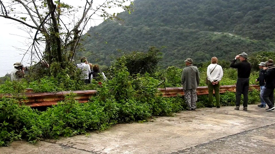 Một đoàn khách nước ngoài đang rình xem voọc