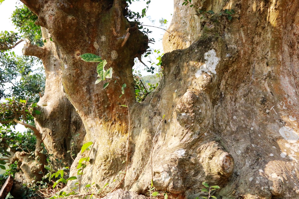 Độc lạ cây duối nghìn năm có dáng “bàn tay phật” ở Ninh Bình - 11
Thân cây mọc trên một tảng đá lớn thể hiện ý chí kiên cường, sức sống mãnh liệt như chính là điều mà nhà vua muốn nhắn nhủ tới người dân trăm họ. Nơi lớn nhất của thân cây có đường kính rộng hơn 1m, có nhiều chỗ sần sùi bị rêu phủ bám xung quanh.